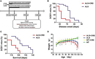 Circadian Rhythm Dysfunction Accelerates Disease Progression in a Mouse Model With Amyotrophic Lateral Sclerosis